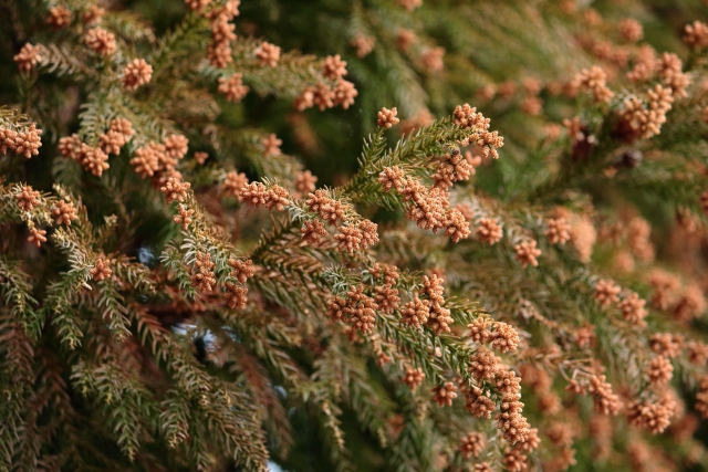 季節性アレルギー性鼻炎とは？